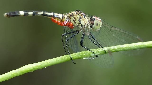 Котики в Эфире