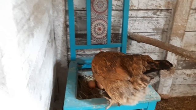 Тайские цыплята, не обошлось без потерь. Индюшка села на яйца, лечу слепую. смотреть онлайн