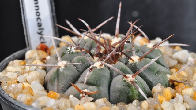 Как пьют Кактусы / How Do Cacti Drink