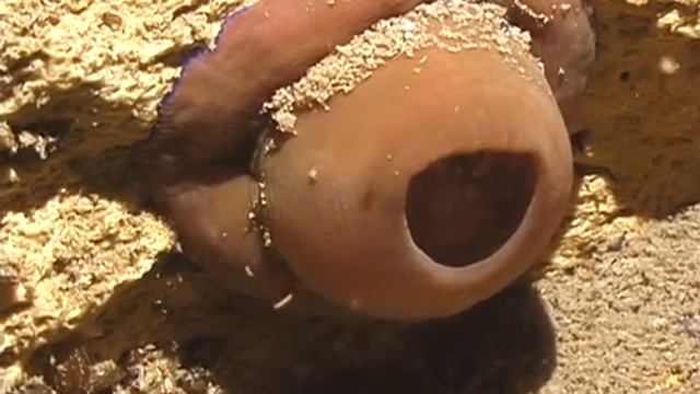 © Фауна Черного моря. Актиния конская, эквина (Actinia equina) - 05 // смотреть онлайн