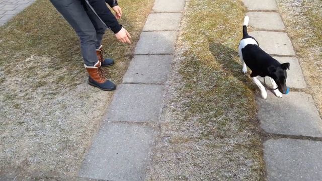 Гладкошерстный фокстерьер смотреть онлайн