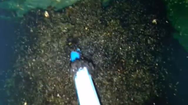 Высаживание семян томатов в ящик смотреть онлайн