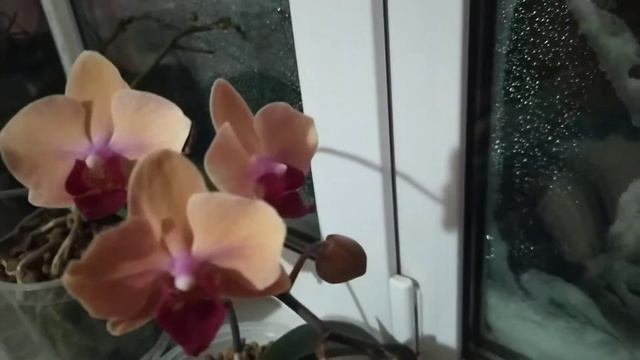 Орхидеи ❤️❤️❤️Зимнее цветение❄️ смотреть онлайн