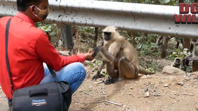 ग्रे लंगूर बंदर | कमाल का गुस्सा लंगूर बंदर | गांव वालों के साथ बंदर की मस्ती | लंगूर смотреть онлайн