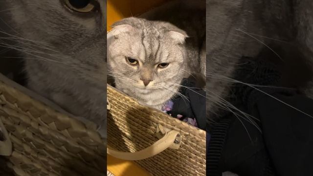 Где спит кот?! И совсем не стыдно…удобно смотреть онлайн