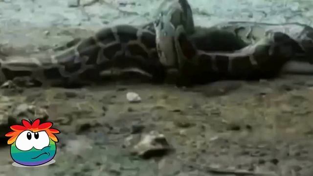 Anaconda vs Crocodile - Python vs Alligator compilation|Giant Anaconda vs Crocodile смотреть онлайн