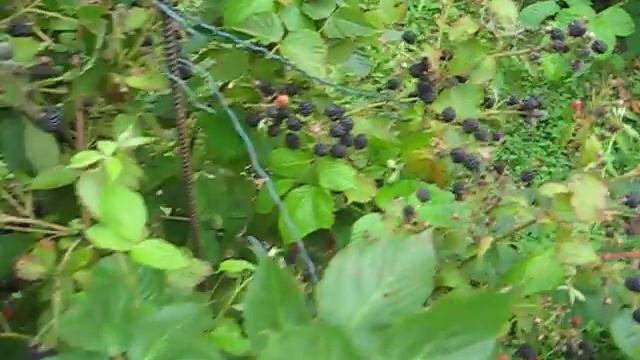 ЕЖЕВИКА АГАВАМ ЯГОДЫ В НАШЕМ САДУ смотреть онлайн