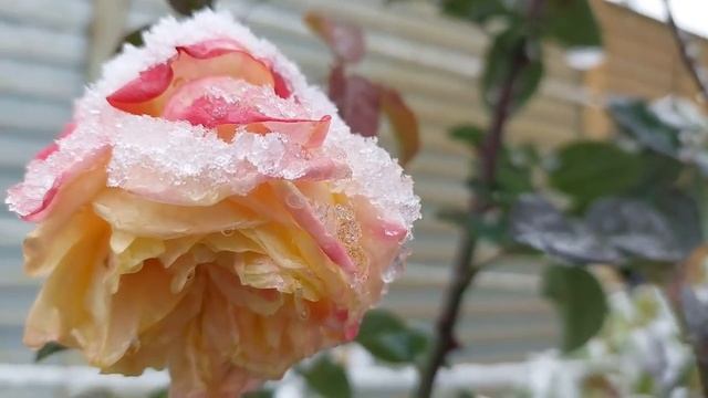 Вымерзание роз. Две основные причины. смотреть онлайн