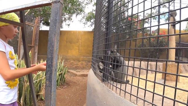 Tenerife Zoo Monkey Park смотреть онлайн