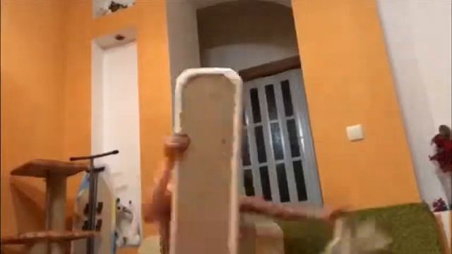 Как сильной девушке собрать домик для кота!!! 3 смотреть онлайн