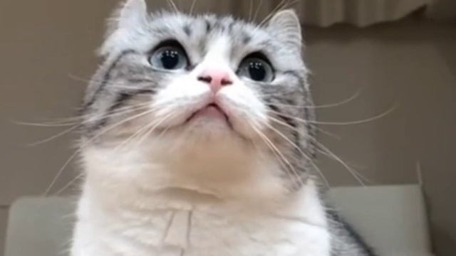 БАНАНЧИКИ ?