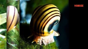 Улитка Спикси-Эльф разведение, содержание, уход в аквариуме Asolene spixi