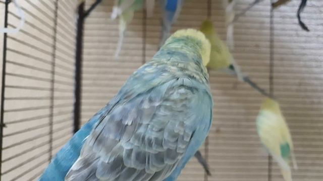 Урок для попугая "Оки-доки" 😊 Учим попугая говорить смотреть онлайн