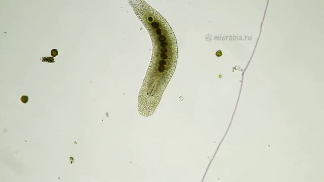 Real life Snake game under the microscope/ Игра "Змейка" под микроскопом смотреть онлайн