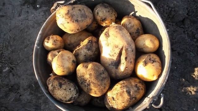 Семена Картошки Адретта смотреть онлайн