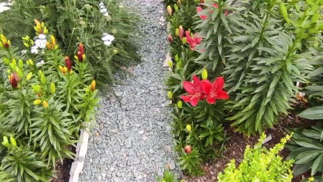 Пионам срочно нужна обработка от болезней!?Какой препарат использую?! ?03.07.2023 смотреть онлайн