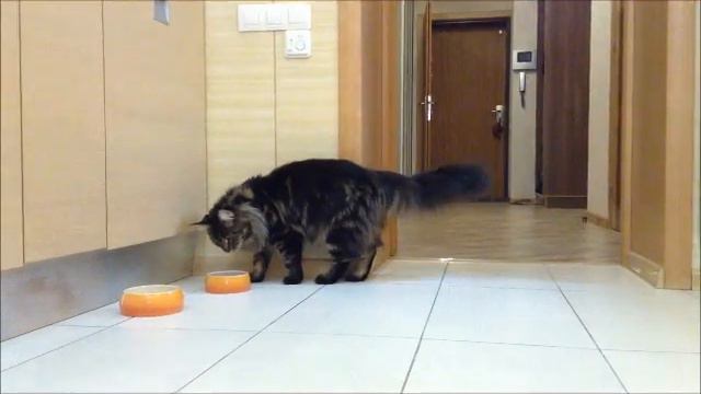 Обед мейн куна смотреть онлайн