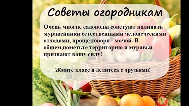 Самые полезные советы для огородников смотреть онлайн