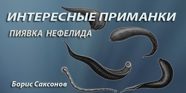 ИНТЕРЕСНЫЕ ПРИМАНКИ - ПИЯВКА НЕФЕЛИДА