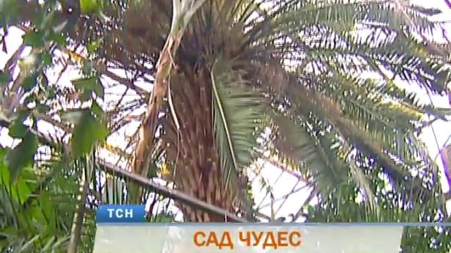 В Пермском университете расцвело "змеиное дерево" смотреть онлайн