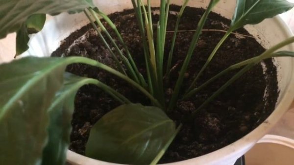 Цветы в нашем доме. Спатифиллюм  (Spathiphyllum)