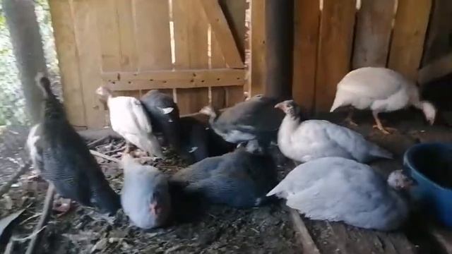 Плюсы и минусы содержания цесарок смотреть онлайн