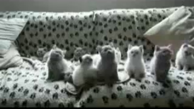 Ржачные котики! )))))))))
