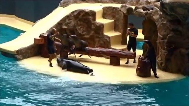 Tenerife Loro parque (Лоро парк) Шоу морских котиков смотреть онлайн