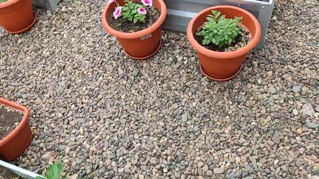 Колеусы с названиями