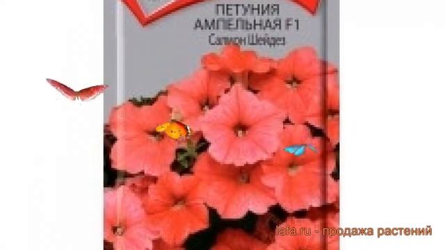 Петуния ампельная Салмон Шейдез (salmon sheydez) ? обзор: как сажать, семена петунии Салмон Шейдез смотреть онлайн
