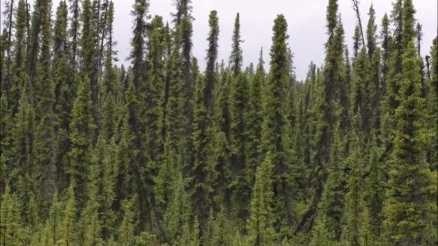 10 More Strangest National Park Disappearances - Volume 16 смотреть онлайн