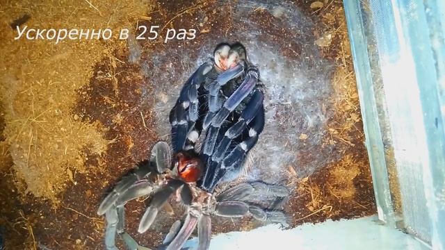 Линька паука птицееда ускоренная в 25 раз (вид Xenesthis immanis) / Tarantula molting смотреть онлайн
