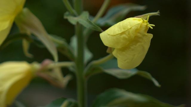 Bloom after Sunset (large-flowered evening primrose) Sony RX10 II смотреть онлайн