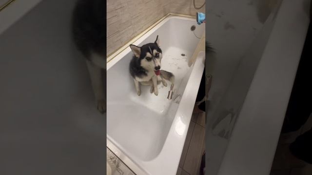 готовимся к онлайн выставке #империя#помски #собаки #пара смотреть онлайн