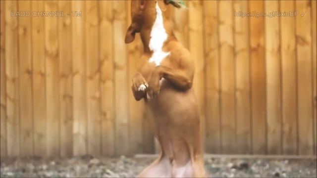 American Pitbull Terrier: La raza de perros pura y antigua que debes conocer смотреть онлайн