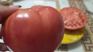 Обзор крупноплодных низкорослых сортов томатов для открытого грунта.