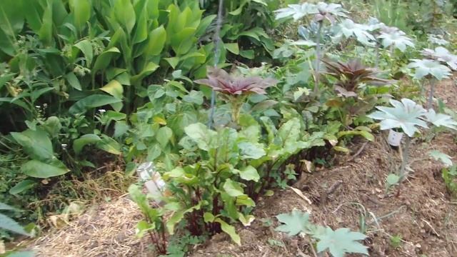 Растительное изобилие (по Филиппу Форреру) Холмистое садоводство смотреть онлайн