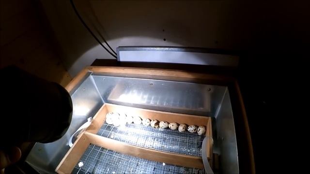 Перепелки // Все этапы пройдены // Планы на будущее по разведению перепелов