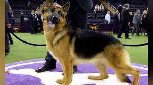 Какая Овчарка легче дрессируется Немецкая или Восточно-Европейская? Отличия ВЕО и Немца