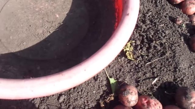 Картошка мелкая, картошка красная..Урожай не порадовал. смотреть онлайн