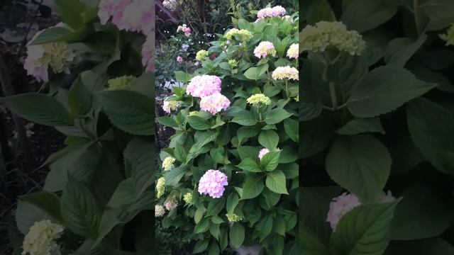 Крупнолистная гортензия/Hydrangea macrophylla Бесконечное лето в саду Надежды смотреть онлайн