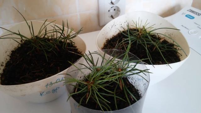 Кедр из семян. Как вырастить кедр в домашних условиях смотреть онлайн