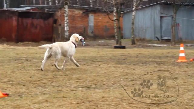 08 04 17 г. Лафи. Скоростная апортировка различных предметов смотреть онлайн