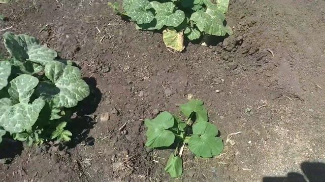 21.06.2021. Обзор огорода. Тыквы, кабачки, картофель. смотреть онлайн