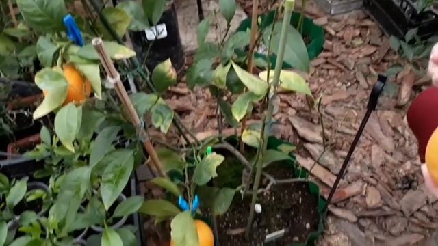 C. sinensis “Tarocco TDV nucellare” C. sinensis "Fragola" смотреть онлайн