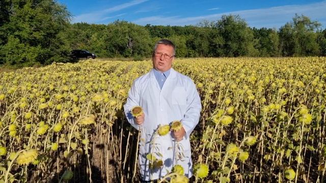 🌻Семена гибриды подсолнечника 🌻 Регион Защиты Растений🌻 смотреть онлайн