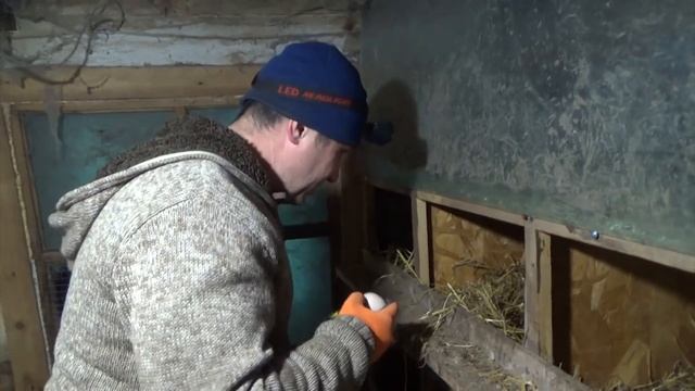 Какие у меня размеры гнезд для кур несушек. смотреть онлайн