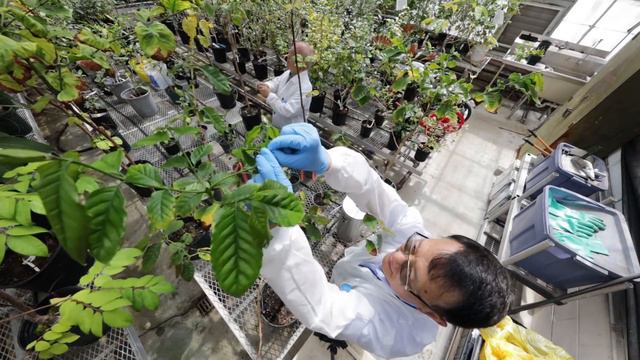 “Genetic fingerprints” of Arabica Coffee developed by ARS Scientists смотреть онлайн