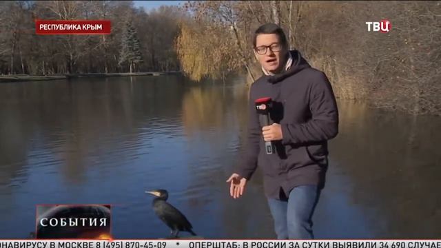 В Крыму одинокий баклан безответно влюбился в лебедя