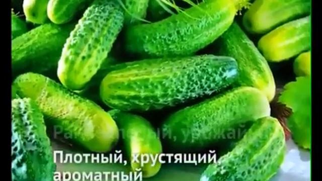 Виды и сорта огурцов для выращивания. Какие сорта семян огурцов выбрать смотреть онлайн